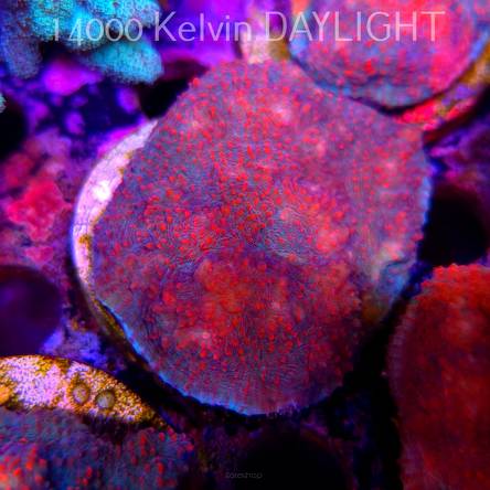 Echinophyllia Lava Rush Chalice (18.05.2025)  6cm