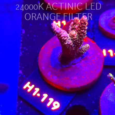 Acropora MILLEPORA RAINBOW (01.02.2026) H1-119  5cm