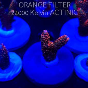 Acropora MILLEPORA JF SOLAR FLAME (04.10.2025)  4cm