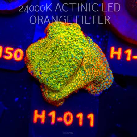 Montipora danae Jason Fox Fruity Pebbles (04.04.2026) H1-011  4cm