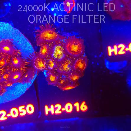 Zoanthus AUSSIE STARLIGHTS ZOA (01.12.2025) 11P  H2-016