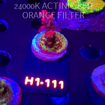 Acropora MICROCLADOS SSC (01.02.2026) H1-111  4cm