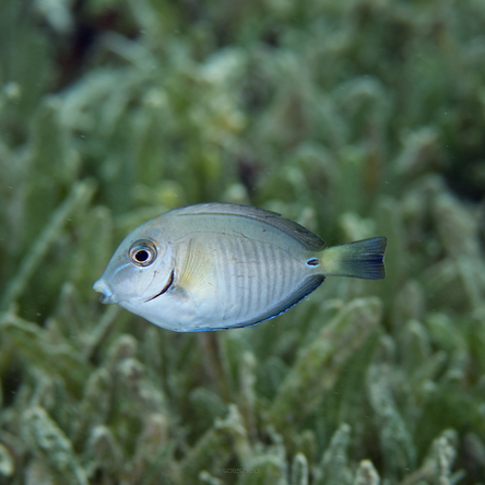 Acanthurus chirurgus 10 cm
