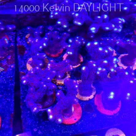 Stylophora pistillata milka (18.09.2025)  8-10cm