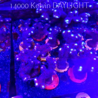 Stylophora pistillata milka (18.09.2025)  8-10cm