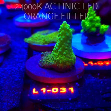 Acropora humilis GREEN AUSTRALIA (09.10.2025) L1-031  5cm