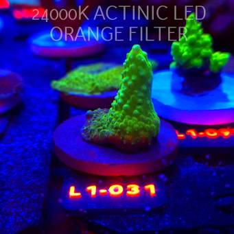 Acropora humilis GREEN AUSTRALIA (09.10.2025) L1-031  5cm