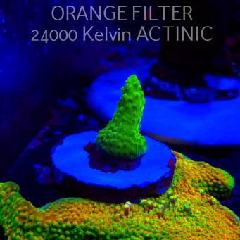 Acropora humilis GREEN AUSTRALIA (20.03.2025) L1-III-1  3cm
