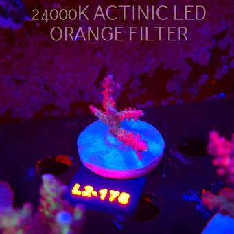 Acropora CEREALIS RED (14.08.2026) L2-178  5cm