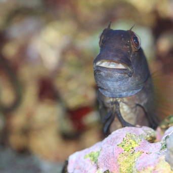 Atrosalarias fuscus rozmiar 10cm