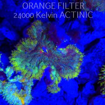 Stichodactyla TAPETUM Mini-Maxi Carpet Anemone RAINBOW (01.06.2025)  4cm