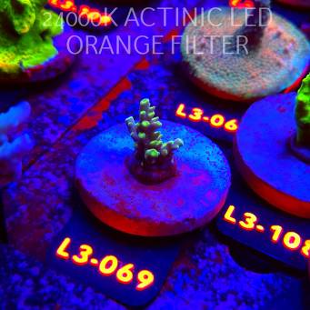 Acropora sp. PREMIUM AUSTRALIA (05.01.2026) L3-069  2cm