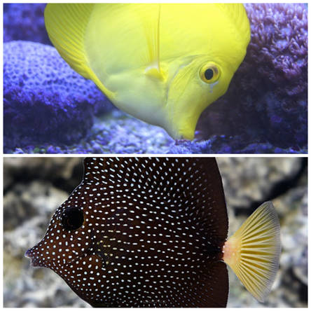 (TRIO) Zebrasoma gemmatum + 2x Zebrasoma flavescens 12+10+10 cm