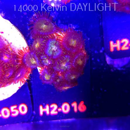 C.D. Zoanthus AUSSIE STARLIGHTS ZOA 20+P