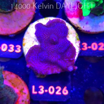 Montipora digitata PURPLE (04.01.2025) L3-026  5cm