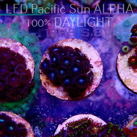 Zoanthus SUPERMAN ZOA (25.05.2022) SH1  17P+