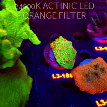 Acropora HYACINTHUS RED PLANET (11.09.2026) L3-188  5cm