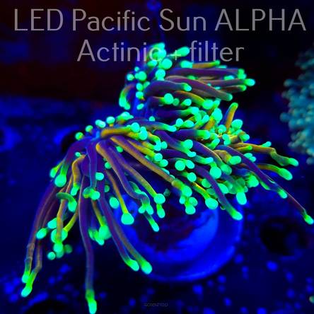 Euphyllia glabrescens INDO GOLDEN TORCH (02.11.2024)