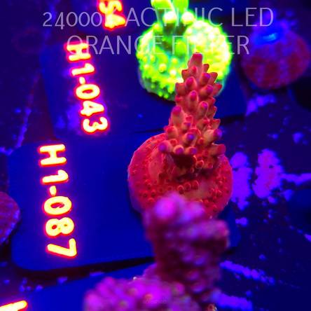 Acropora sp. JMC SPECIAL (02.02.2026) H1-087  3cm