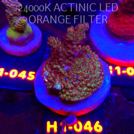 Acropora sp. PREMIUM (23.05.2026) H1-046  5cm
