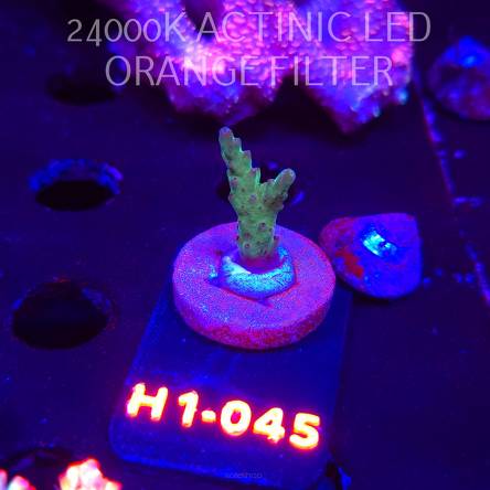 Acropora sp. (01.02.2026) H1-045  3cm