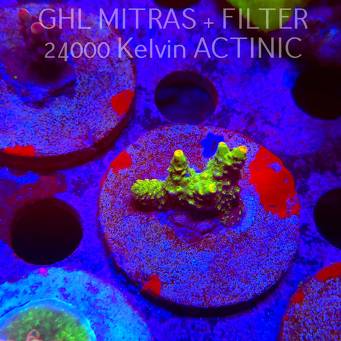 Acropora MILLEPORA SUNSET (20.02.2025) L4-II-24  3cm
