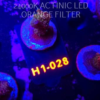 Acropora sp. (04.02.2026) H1-028  4cm