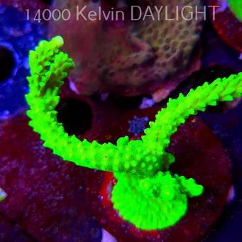Acropora formosa TOXIC GREEN (09.05.2025) MM1-I-17  9cm