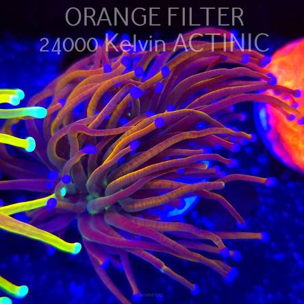 Euphyllia glabrescens HELLFIRE TORCH (13.06.2025)