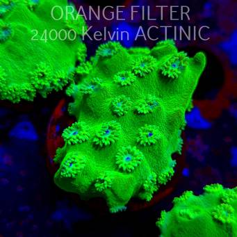 Turbinaria peltata TOXIC GREEN (11.08.2025) MM6-I-13  5cm