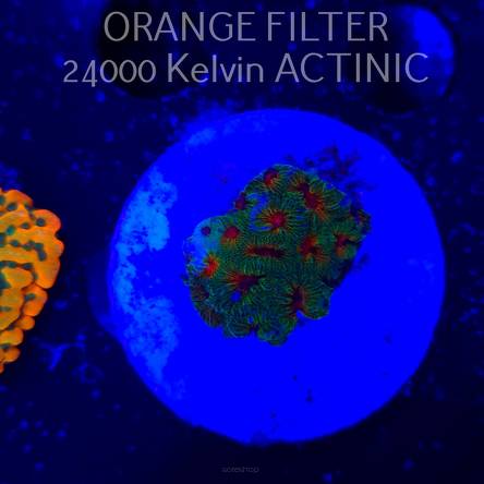   Favites CANDY CORN (01.08.2025)  2cm