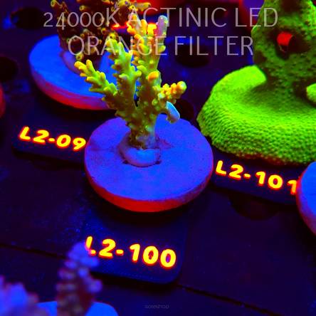 Acropora RR RAINBOW LOOM (14.08.2026) L2-100  6cm
