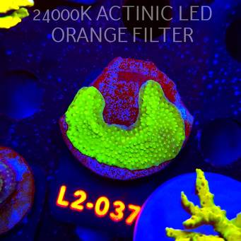 Acropora sp. AUSTRALIA (19.03.2026) L2-037  3cm