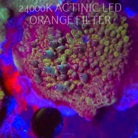 Acropora granulosa ULTRA (06.11.2025) MM1-I-31  5cm