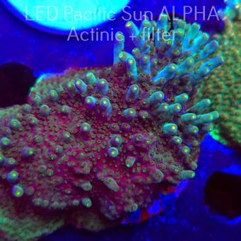 Acropora granulosa ELECTRIC LIME (01.12.2024) MM1-I-31 7cm