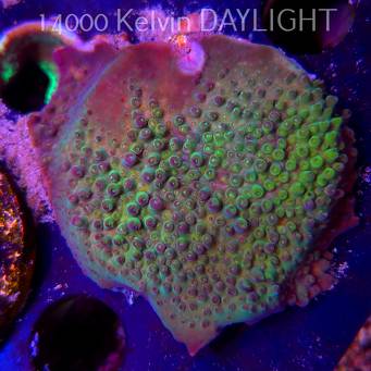 Acropora sp. AUSTRALIA (09.05.2025) MM1-I-31  5cm