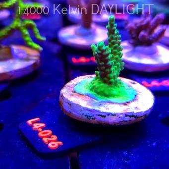 Acropora sp. PREMIUM AUSTRALIA (19.05.2026) L4-026  6cm