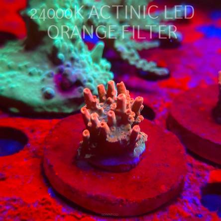 Acropora JMC SPECIAL RED (06.11.2025) MM1-II-7  3cm