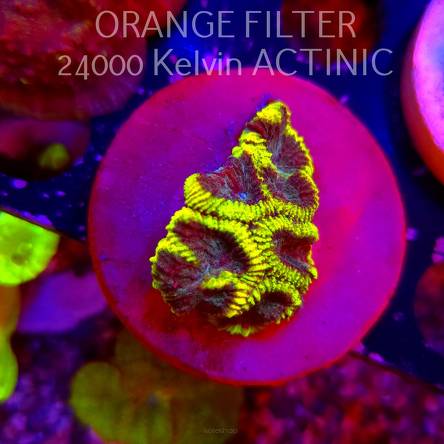 Favia Mystic Grape (18.09.2025)  4cm