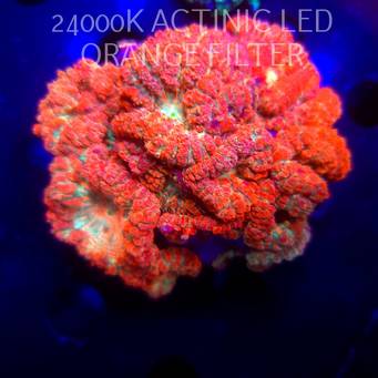 Blastomussa wellsi WWC RAINBOW BLASTO (04.03.2026)  15P+