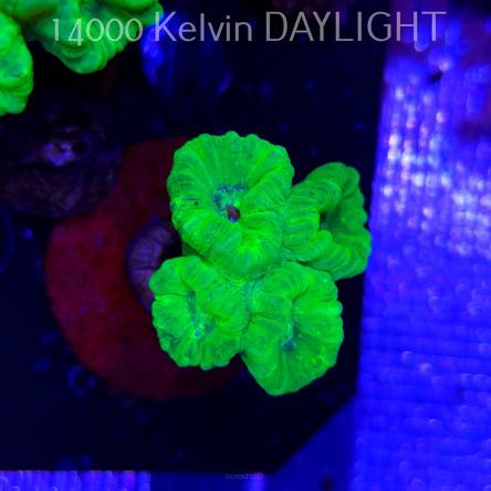 Caulastrea furcata (01.09.2025)  4P