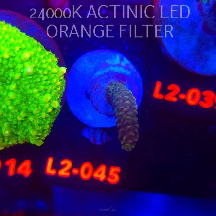 Acropora sp. AUSTRALIA (12.11.2025) L2-045  3cm