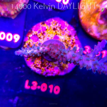 Acropora sp. AUSTRALIA (10.09.2026) L3-010  9cm