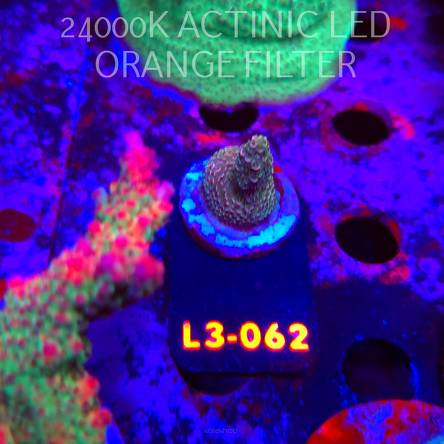 Acropora sp. PREMIUM AUSTRALIA (05.01.2026) L3-062  3cm