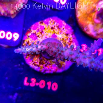 Acropora sp. AUSTRALIA (10.09.2026) L3-010  9cm