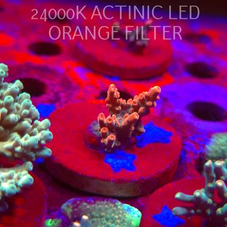 Acropora JMC SPECIAL RED (06.11.2025) MM1-II-21  3cm