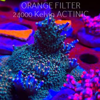 Acropora valida RAINBOW (08.05.2025) MM1-II-21  6cm