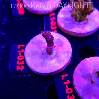 Acropora RED PLANET ULTRA AUSTRALIA (03.08.2026) L1-032  4cm