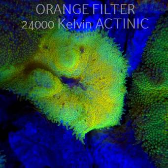 Stichodactyla TAPETUM Mini-Maxi Carpet Anemone YELLOW (01.06.2025)  3cm