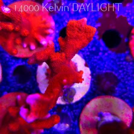 Montipora digitata RED (22.09.2025)  12cm